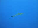 DSC00425.JPG