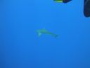 DSC00430.JPG