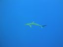 DSC00431.JPG