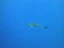 DSC00432.JPG