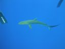 DSC00435.JPG