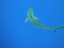 DSC00436.JPG