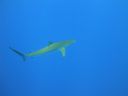 DSC00441.JPG