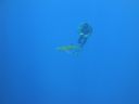 DSC00446.JPG