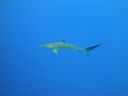 DSC00447.JPG