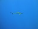DSC00461.JPG