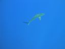 DSC00463.JPG