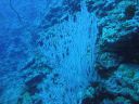 DSC00490.JPG