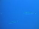 DSC00519.JPG