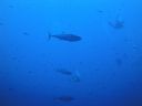 DSC00556.JPG