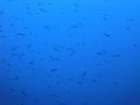 DSC00560.JPG