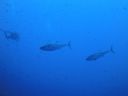 DSC00562.JPG