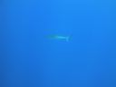 DSC00591.JPG