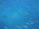 DSC00602.JPG