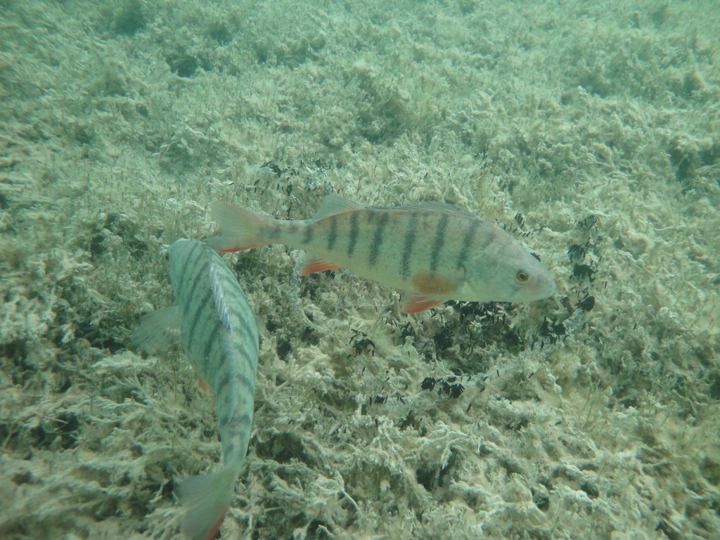 DSC00069~3.JPG