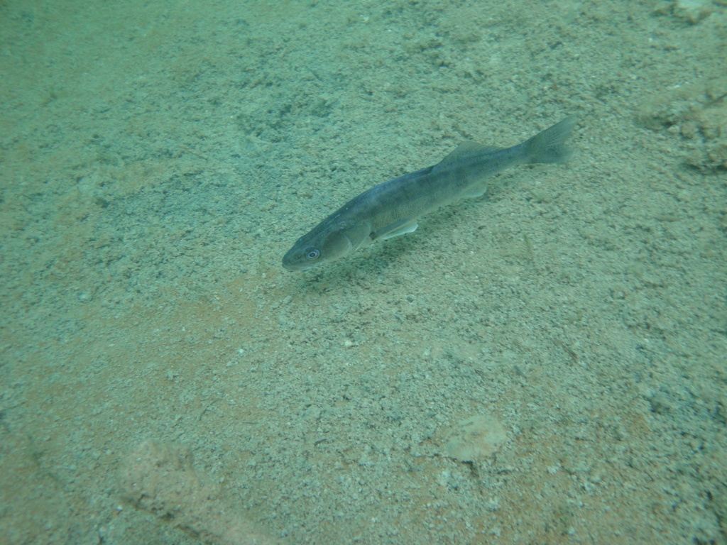 DSC00170~0.JPG