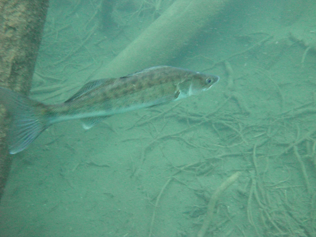 DSC00222~0.JPG