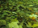 DSC00059.JPG