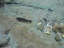 DSC00450.JPG