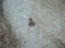 DSC00452.JPG
