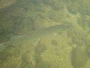 DSC00459.JPG