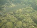 DSC00461.JPG